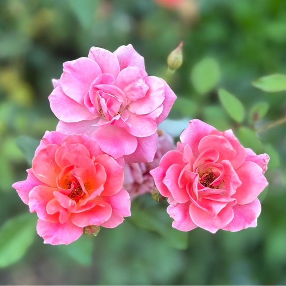 Meet your Posher, Abby - Picture 5 of 12